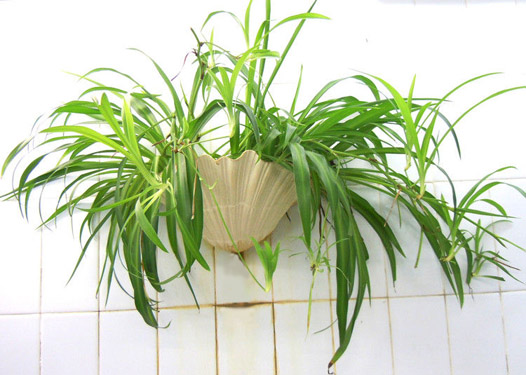 客厅风水植物布局